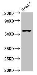 SLC7A6 antibody