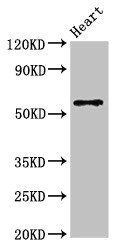 SLC7A6 Antibody