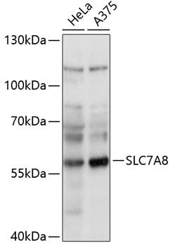 SLC7A8 antibody