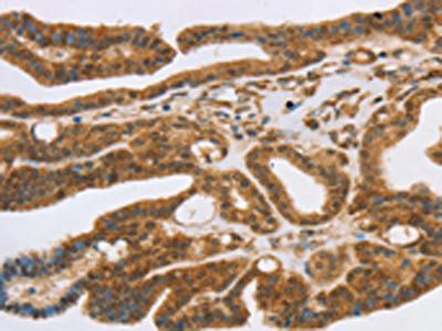 SLC7A9 antibody