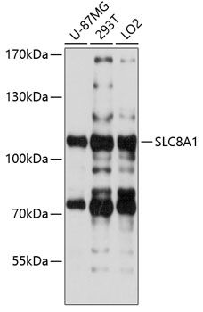 SLC8A1 antibody