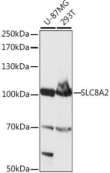 SLC8A2 antibody