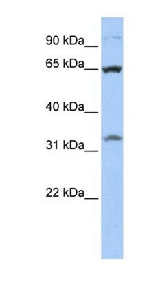 SLC8B1 antibody