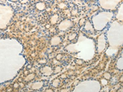 SLC9A3 antibody