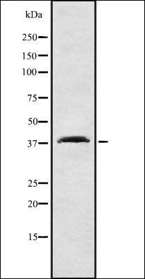 SLC9A3R1 antibody