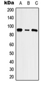 SLC9A5 antibody