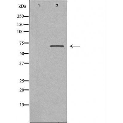 SLC9A8 antibody