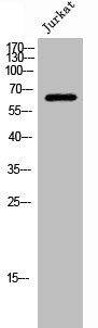 SLC9A8 Antibody