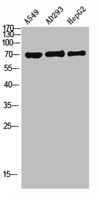 SLCO1A2 Antibody