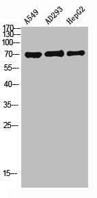 SLCO1A2 antibody