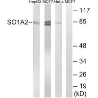 SLCO1A2 antibody