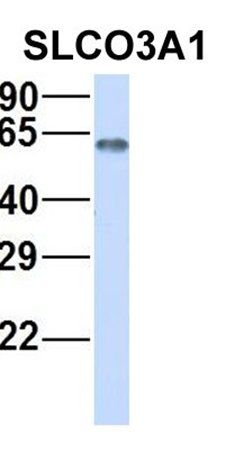 SLCO3A1 antibody