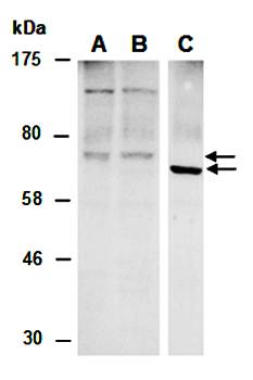 SLCO4A1 antibody