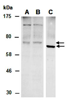 SLCO4A1 (C) Antibody, Rabbit Polyclonal