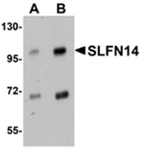 SLFN14 Antibody