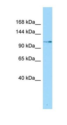 SLFN5 antibody