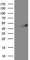 SLFNL1 antibody