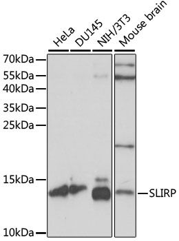 SLIRP antibody