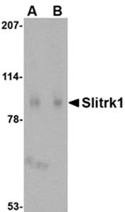 Slitrk1 Antibody