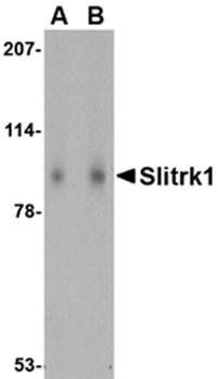 Slitrk1 Antibody