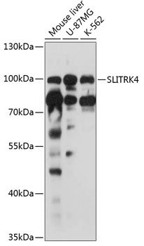 SLITRK4 antibody