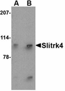 Slitrk4 Antibody