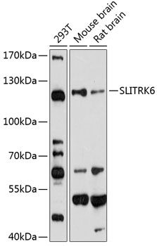 SLITRK6 antibody