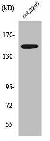 SLK Antibody