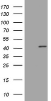 SLMO2 (PRELID3B) antibody