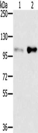 SLTM antibody