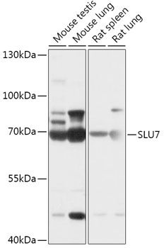 SLU7 antibody