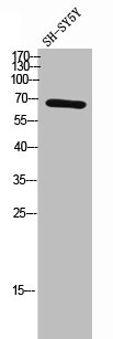 SLU7 antibody