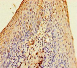 SLURP1 Antibody