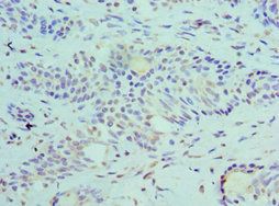 SLURP1 Antibody
