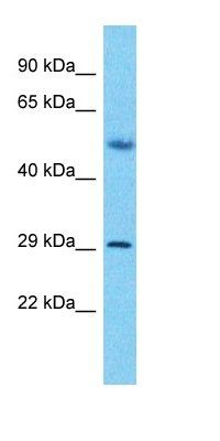 SLX1B antibody