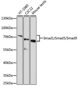 Smad1 antibody