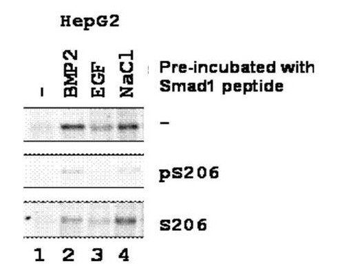 SMAD1 (phospho-S206) antibody