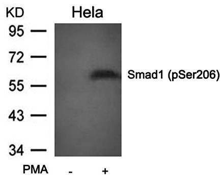 Smad1 (Phospho-Ser206) Antibody