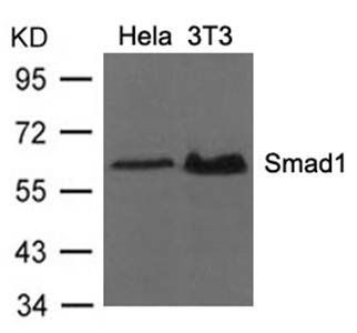 Smad1 (Ab-206) Antibody