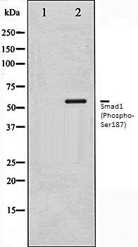 Smad1 (Phospho-Ser187) antibody