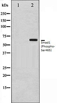 Smad1 (Phospho-Ser465) antibody