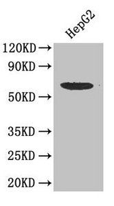 SMAD2 Antibody