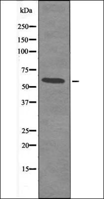 Smad2 (Phospho-Ser245) antibody