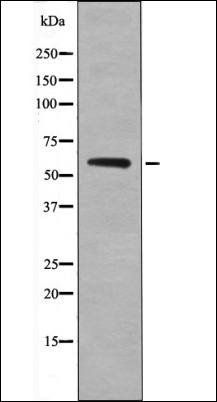 Smad2 (Phospho-Ser255) antibody