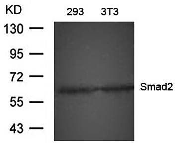 Smad2 (Ab-220) Antibody