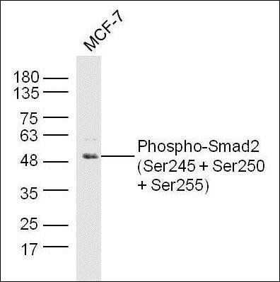 Smad2 (phospho-Ser245/250/255) antibody