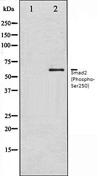 Smad2 (Phospho-Ser250) antibody