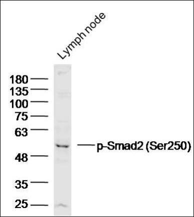 Smad2 (phospho-Ser250) antibody