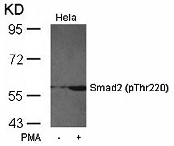 Smad2 (Phospho-Thr220) Antibody