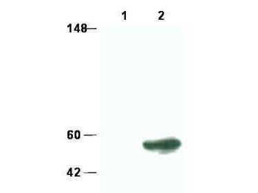 SMAD3 antibody